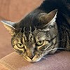 Kedi Dostumuz