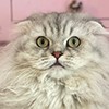 Kedi Dostumuz